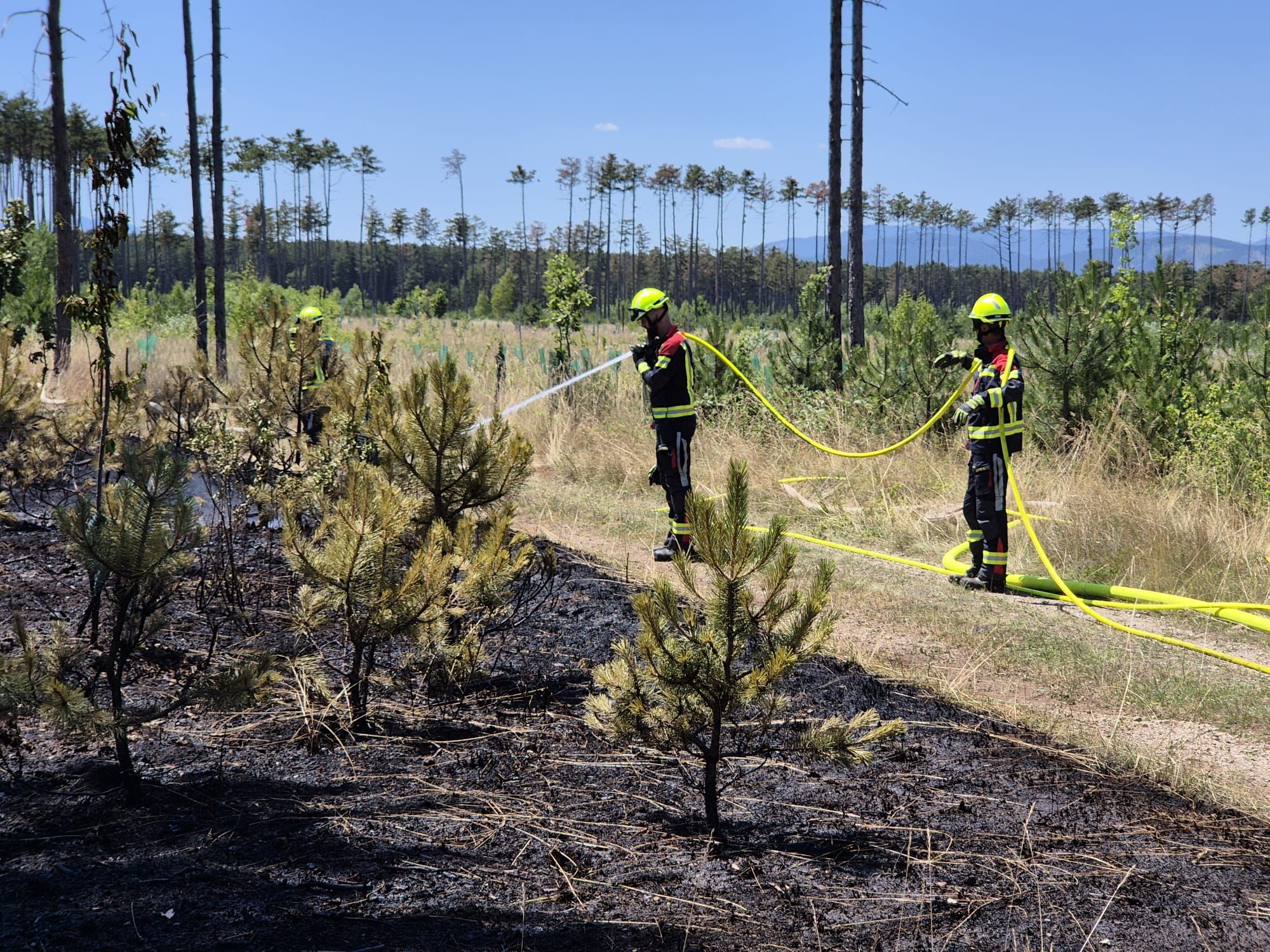 Die Feuerwehren kämpfen für die Rettung des Waldes.
