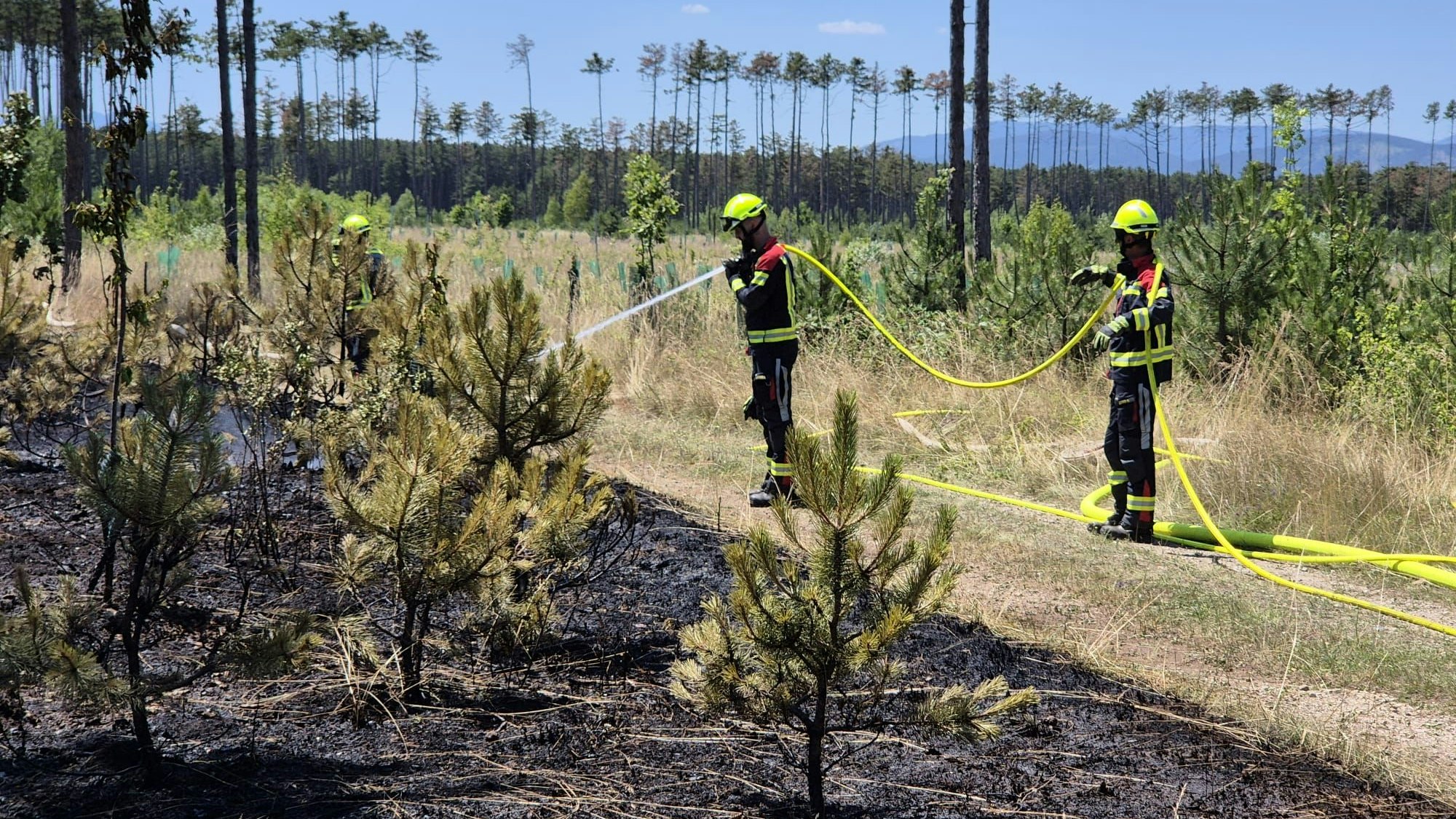 Kleine Bäume bleiben auf der verkohlten Fläche zurück. 