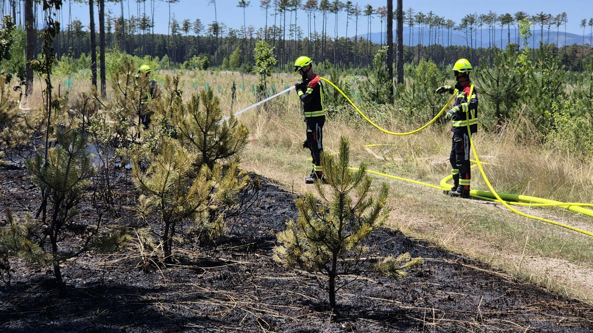 Heute.at - Alarm! Föhrenwald steht schon wieder in Flammen