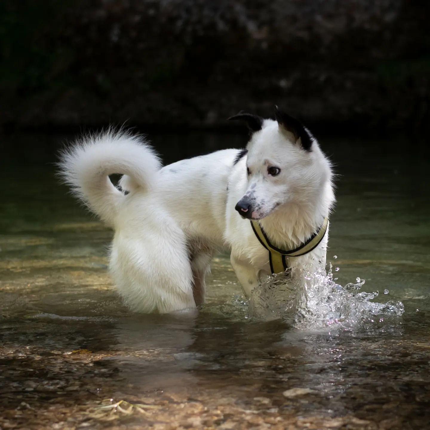 Sobald die kleine Wasserratte ans Ufer kommt, lauern Zecken und Hirschlausfliegen.