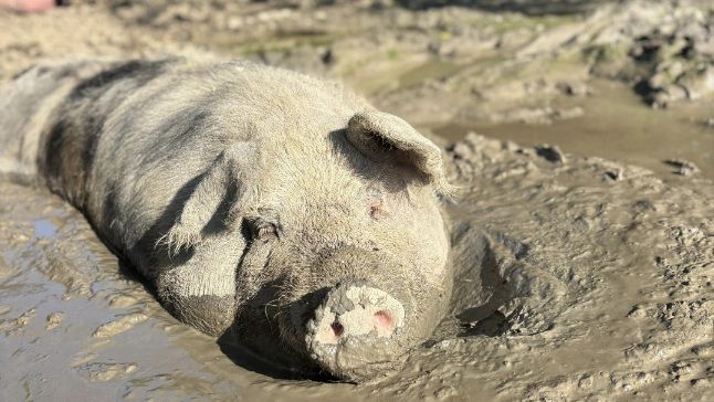 Von wegen! Mastschweine, die auch im Schlamm wühlen dürften, sind in Österreich kaum vertreten. 