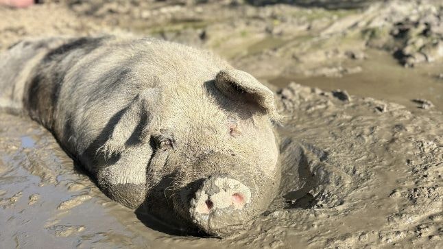 Heute.at - Traurig! Unzählige Schweine sterben an Überhitzung
