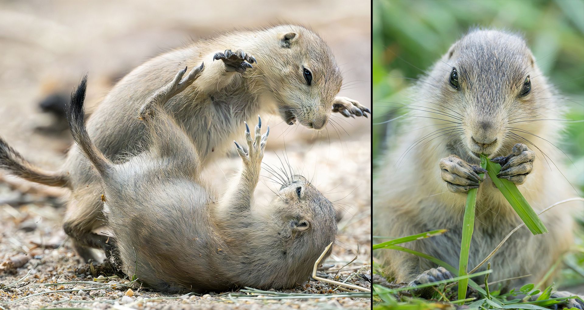 Ein drolliges Durcheinander herrscht mittlerweile schon an der Oberfläche des Präriehunde-Geheges.