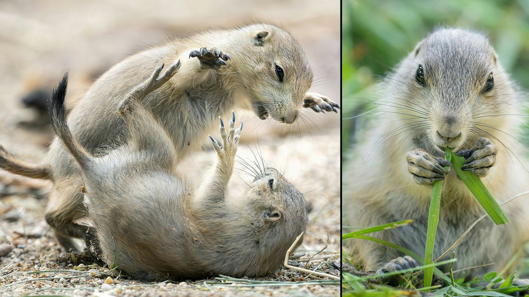 Heute.at - Drollige Schönbrunn-Butzis graben sich ans Licht