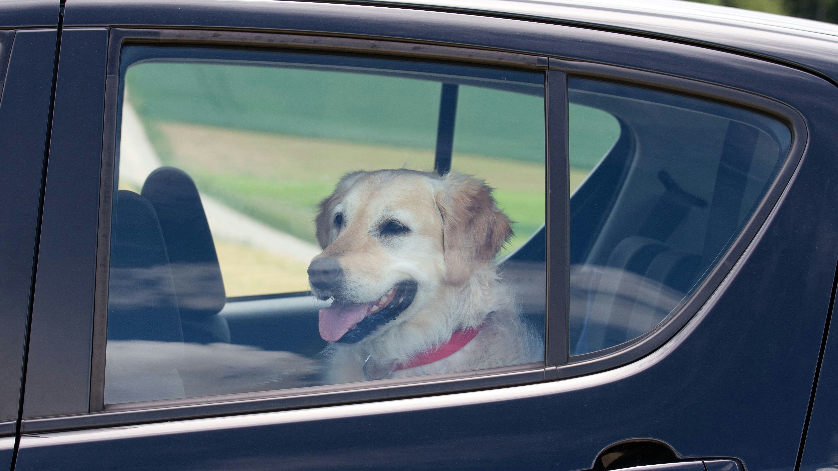 Heute.at - Hund in letzter Sekunde aus Hitze-Auto befreit