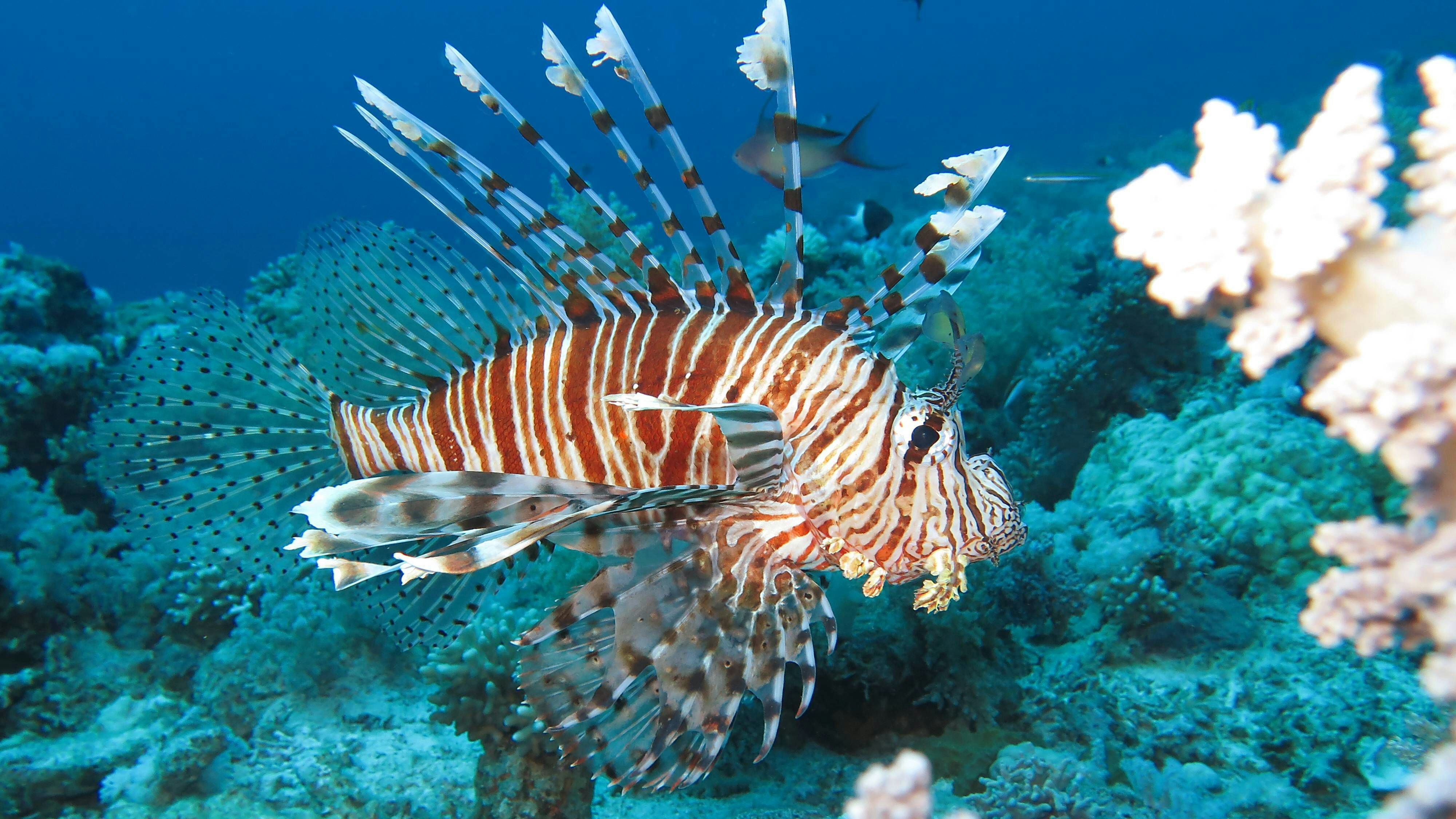 Heute.at - Italien warnt jetzt vor diesen gefährlichen Fischen