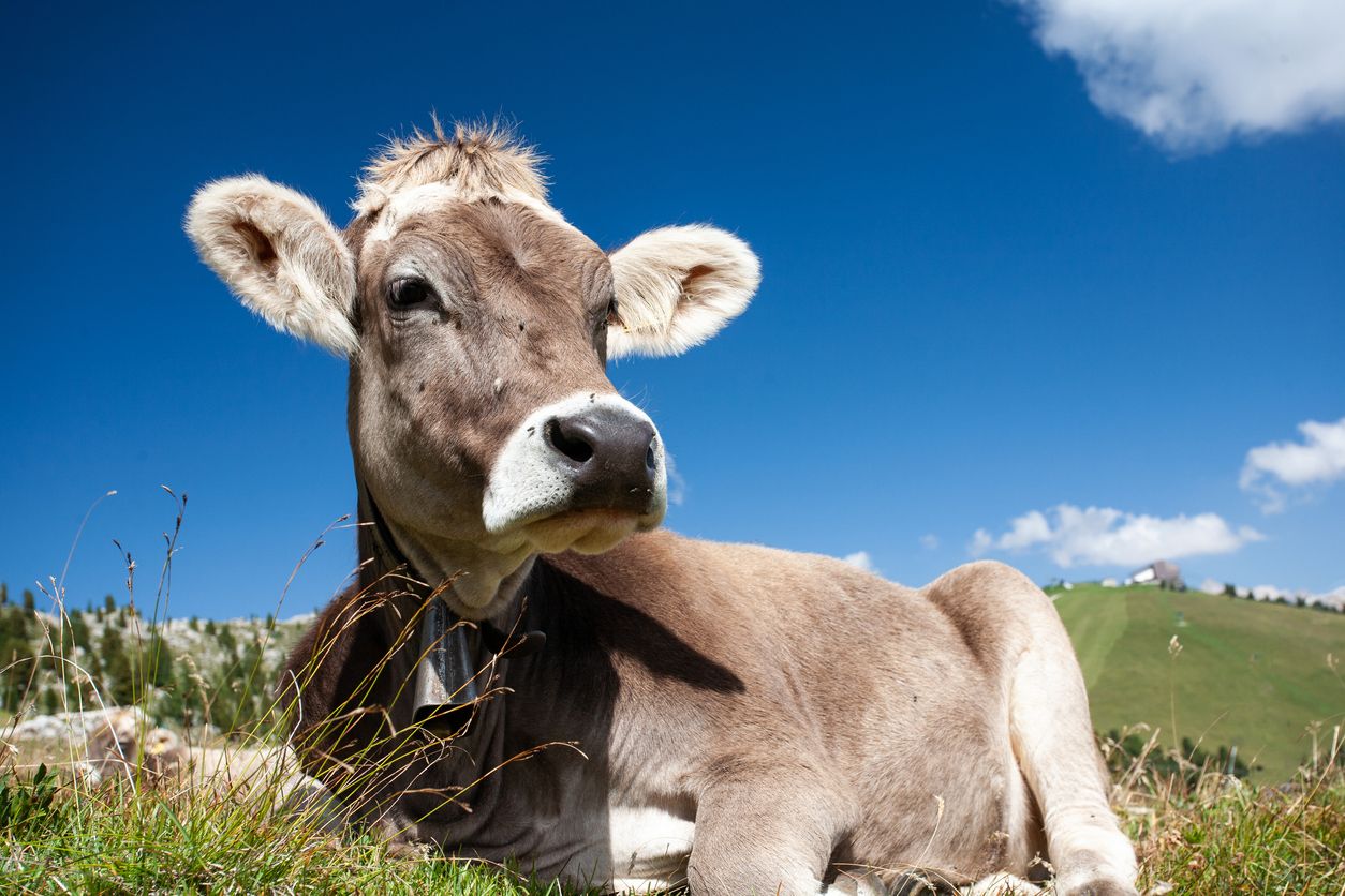 Kürzlich mussten wir erst Vorkehrungen gegen die Maul- und Klauenseuche treffen.