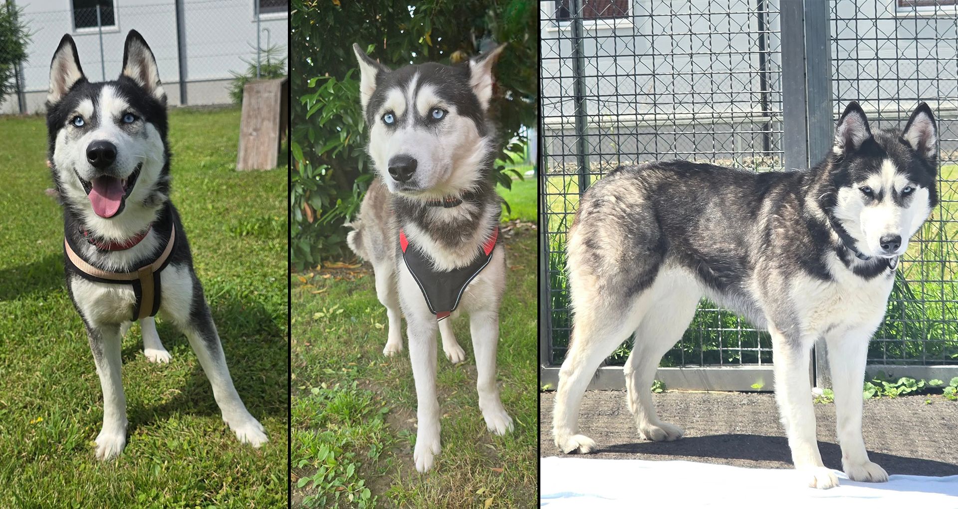 Einige der beschlagnahmten Huskys wären nun bereit für ein schönes Zuhause. 