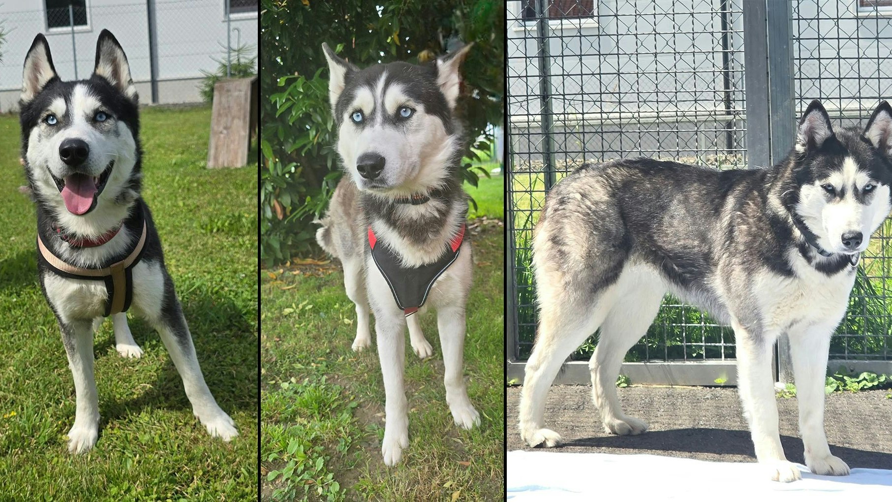 Heute.at - Trauma-Huskys sind bereit für ein schönes Leben