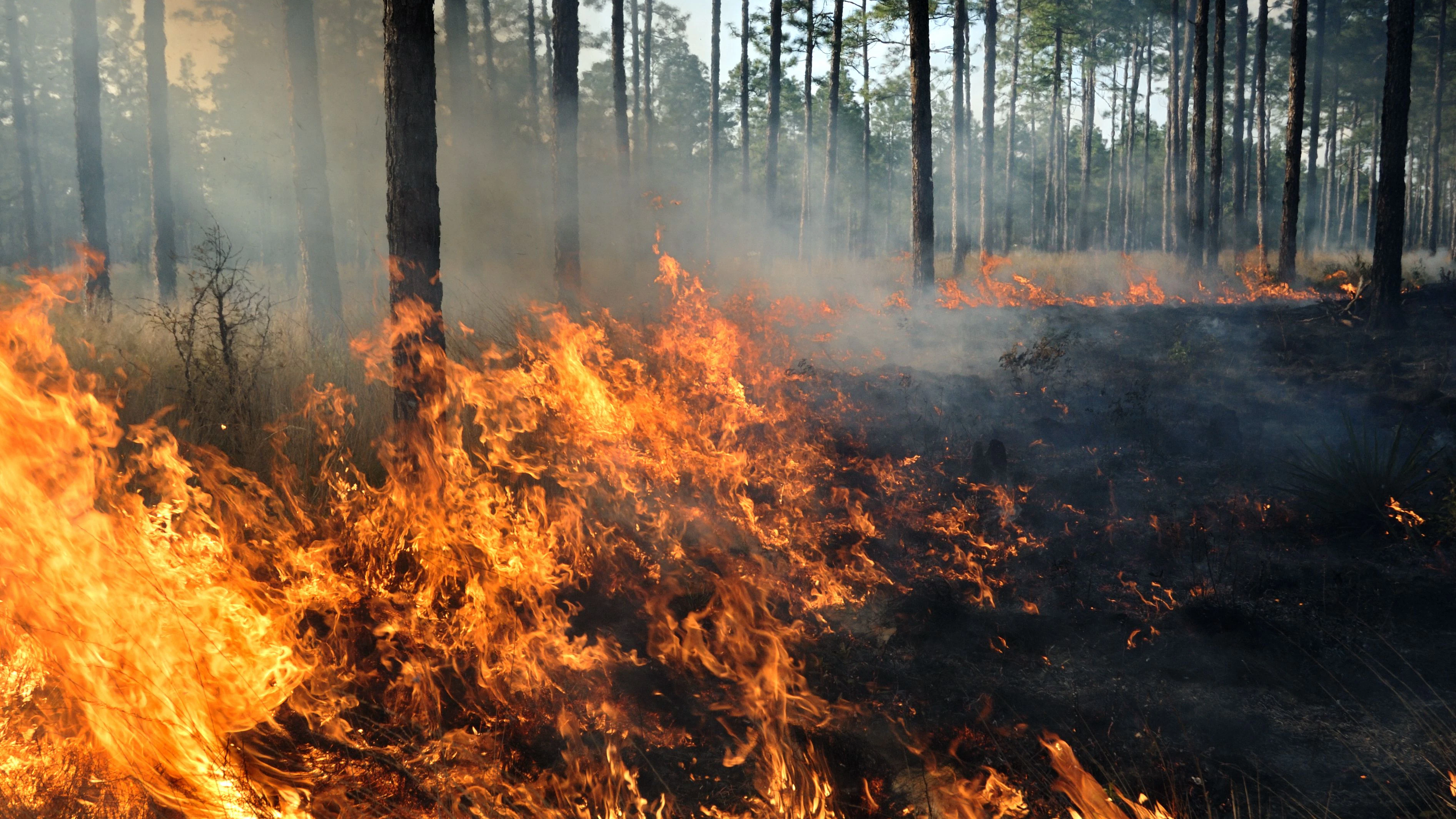 Der Klimawandel lässt die Gefahr von Waldbränden deutlich steigen.