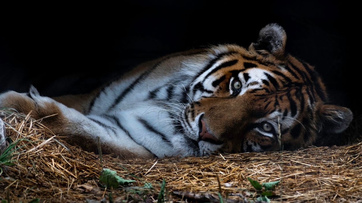 Heute.at - Ist der russische Amur-Tiger endlich gerettet?