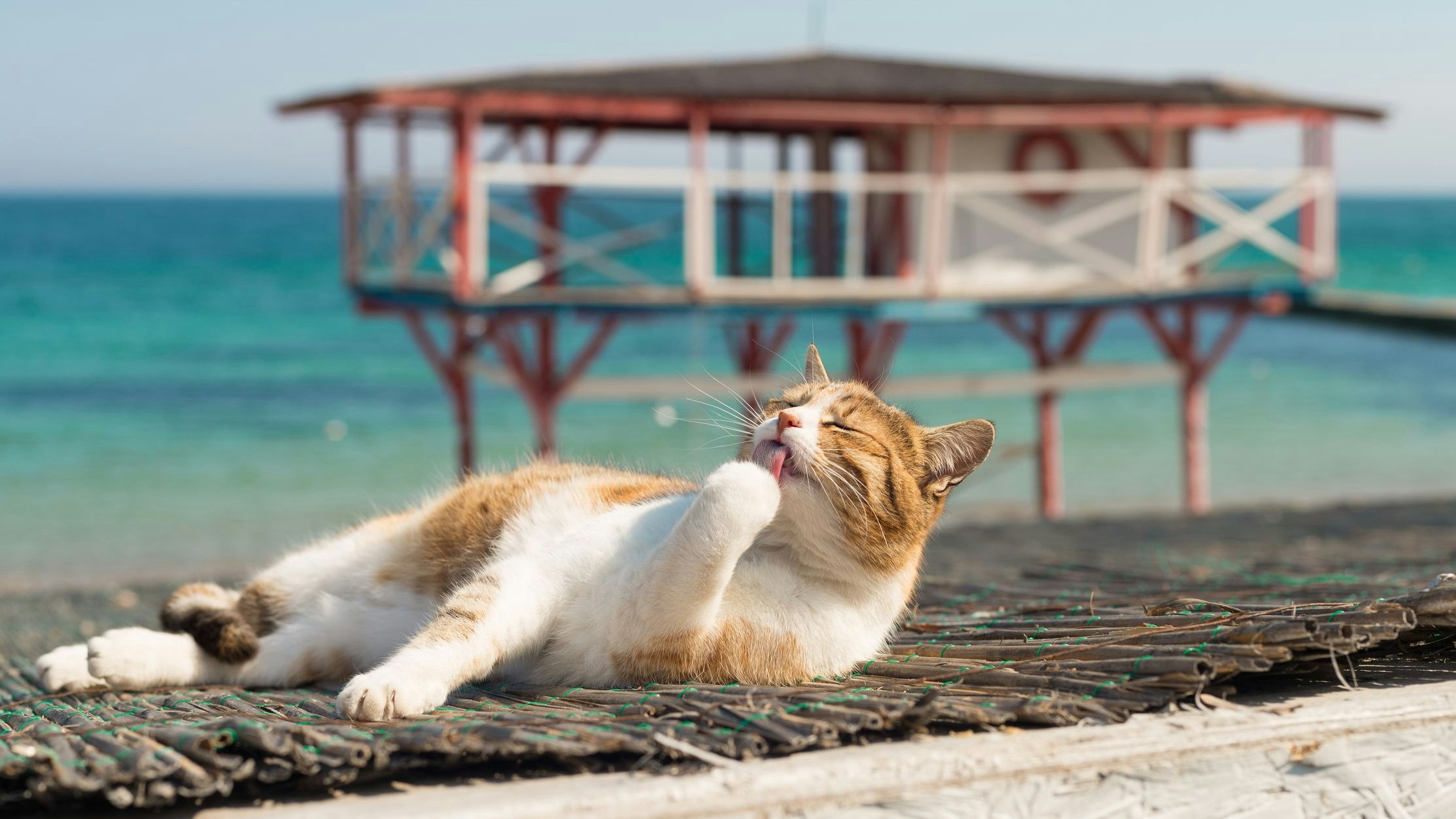 Heute.at - Weshalb die Katze am Meer nicht schlecht aufgehoben ist