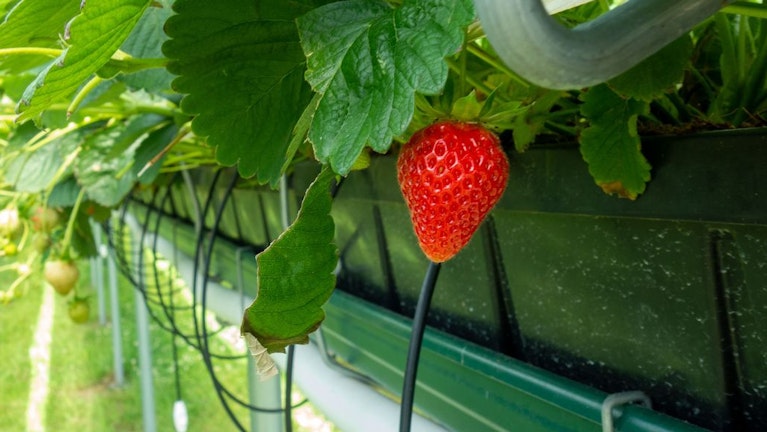Ananas für 395 Dollar, Kakis für 128 Dollar: Luxusobst erobert den Weltmarkt. Ein US-Unternehmen, das sich auf Erdbeeren spezialisiert hat, sammelte bei einer Finanzierungsrunde 150 Millionen US-Dollar ein. Verantwortlich für den Boom ist auch Social Media.