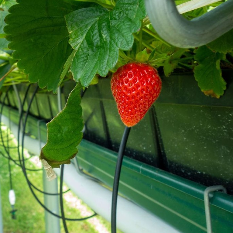 Ananas für 395 Dollar, Kakis für 128 Dollar: Luxusobst erobert den Weltmarkt. Ein US-Unternehmen, das sich auf Erdbeeren spezialisiert hat, sammelte bei einer Finanzierungsrunde 150 Millionen US-Dollar ein. Verantwortlich für den Boom ist auch Social Media.