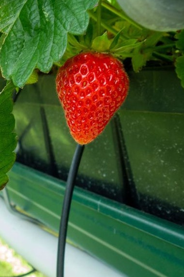Weltweit werden jährlich über neun Millionen Tonnen Erdbeeren produziert.