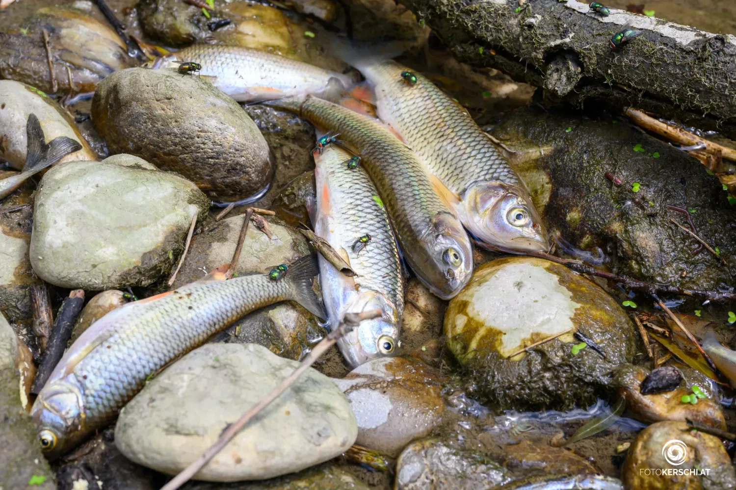Tiertragödie im Süden von Linz: Tausende Fische verendeten im Krems-Fluss.