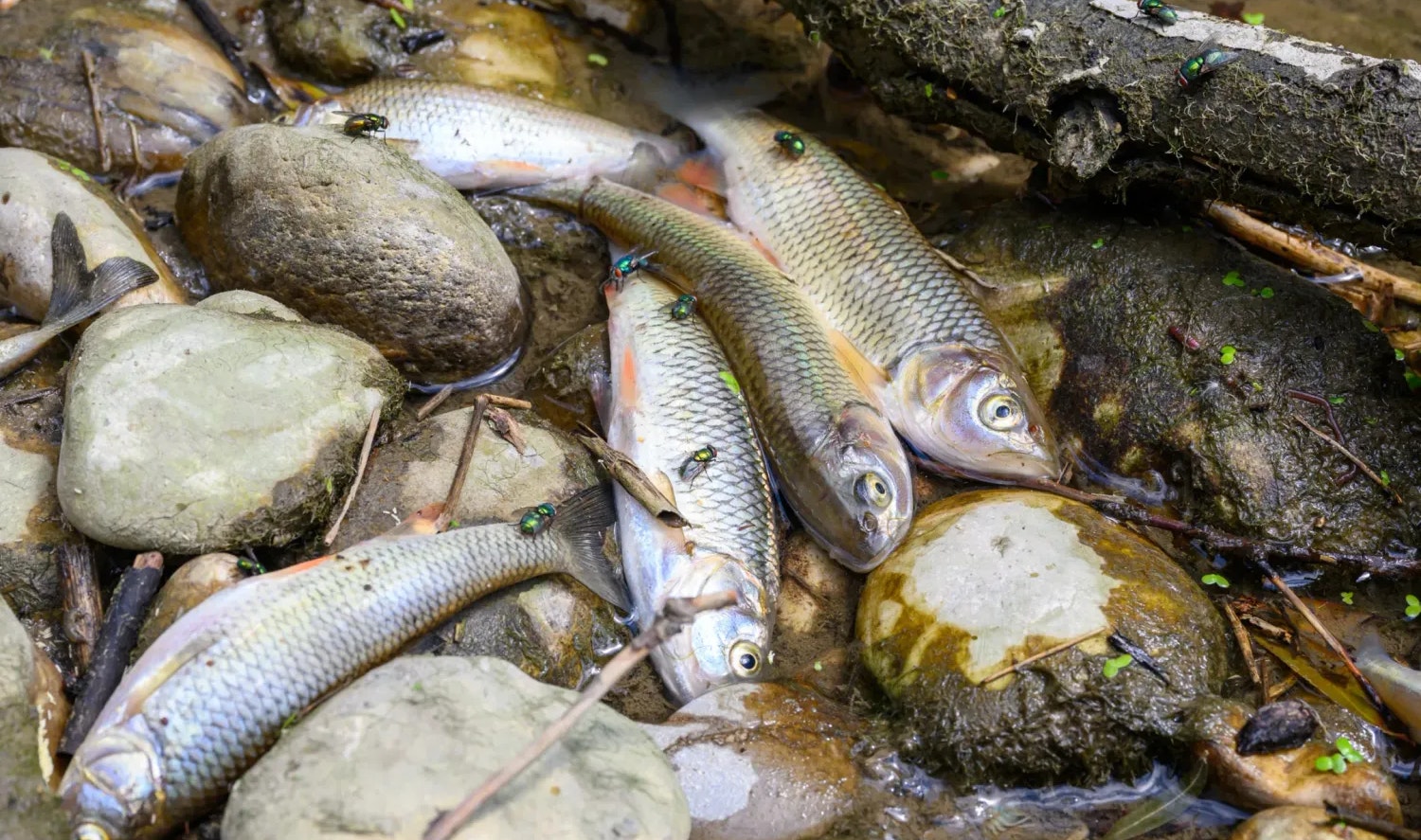 Heute.at - Tausende Fische tot – Klimakrise schlägt gnadenlos zu