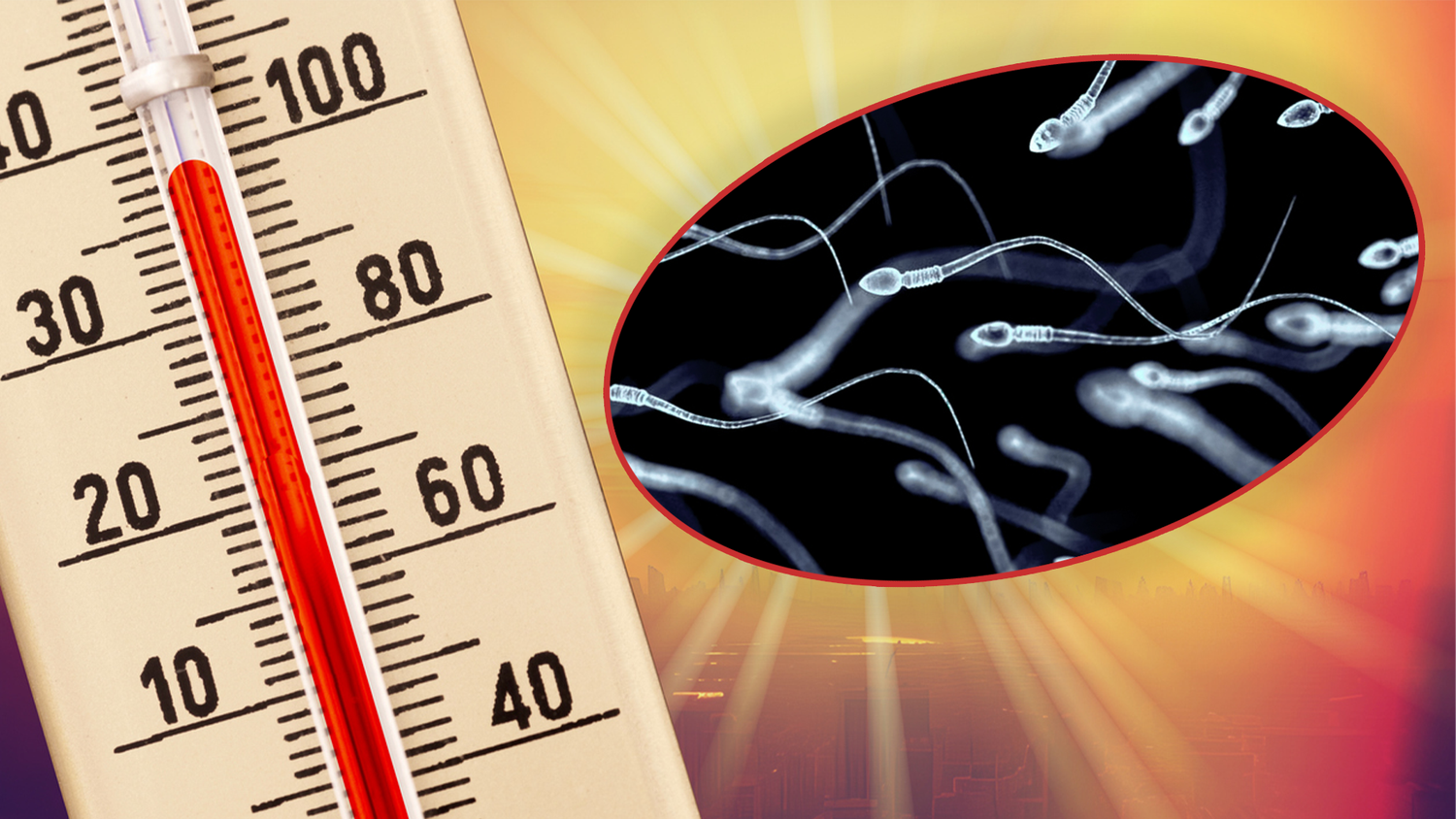 Für die Spermienproduktion sind Temperaturen erforderlich, die zwei bis vier Grad unter der normalen Körpertemperatur (36,5 °C bis 37,4 °C) liegen.