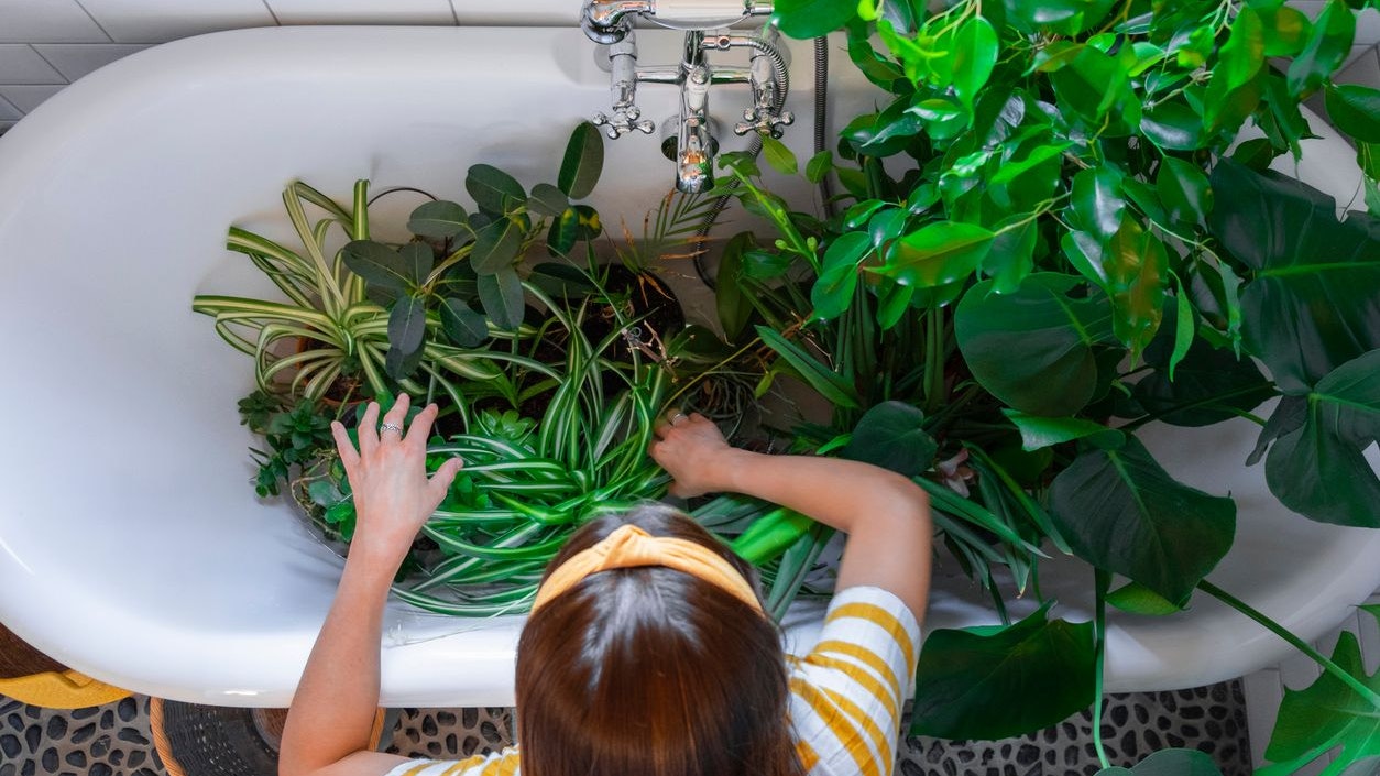 A young caucasian woman wearing casual clothing in her home on a summer's day. She is watering her houseplants in the bath in the bathroom.