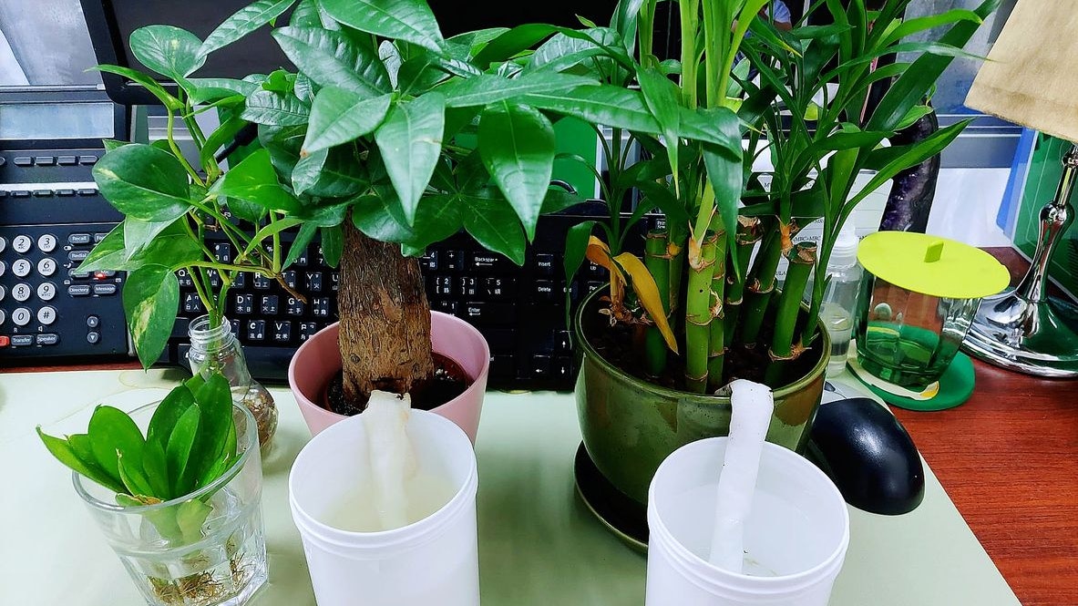 Küchenrolle oder Faden leiten das Wasser in die Erde.