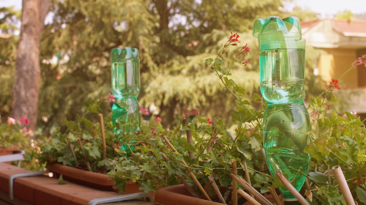 Mithilfe von PET-Flaschen lassen sich Pflanzen bei Abwesenheit bewässern.