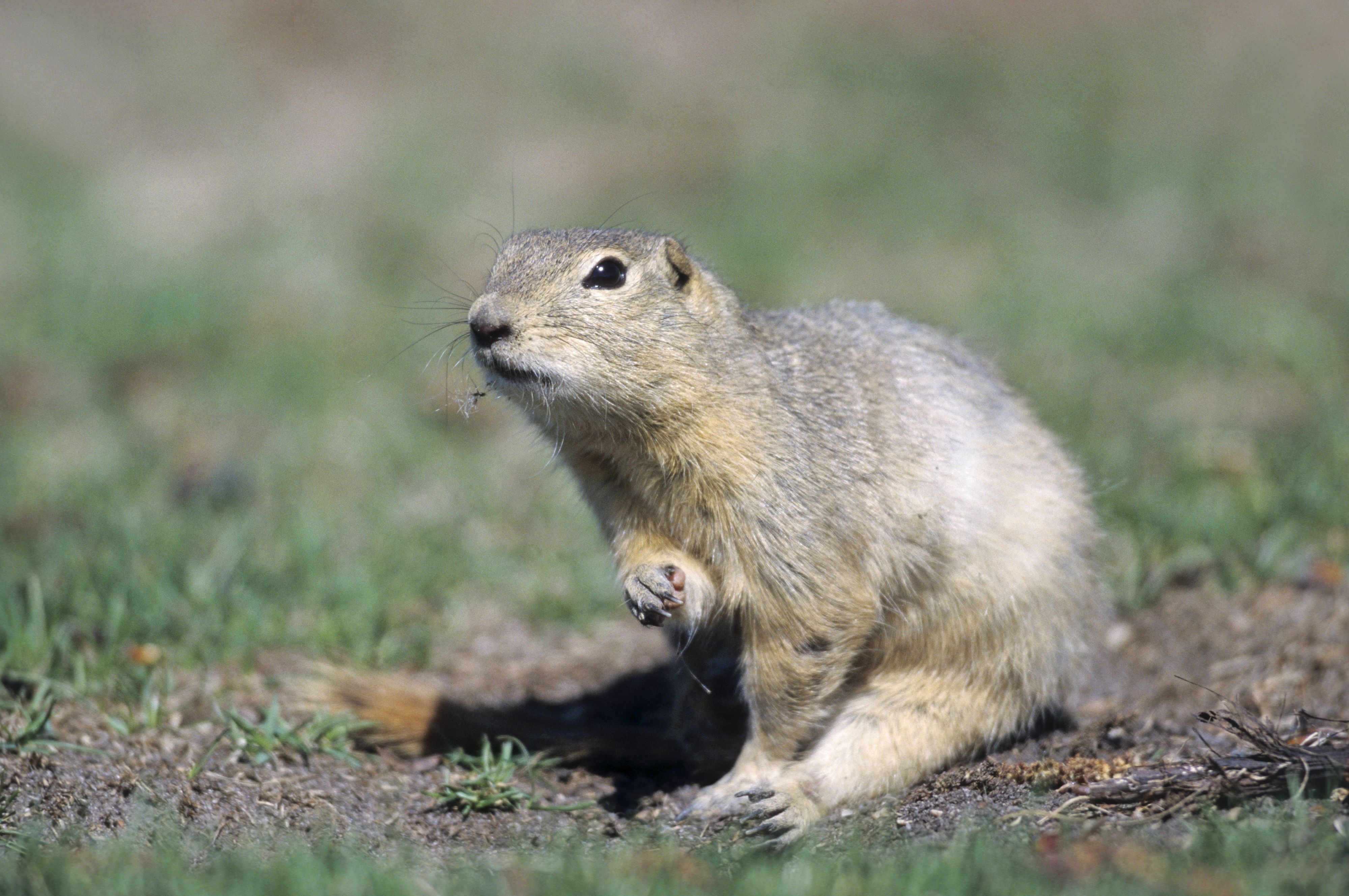 Der Gegner des Waffenstützpunktes: Sogenannte Richardson-Ziesel, eine Art Erdhörnchen.