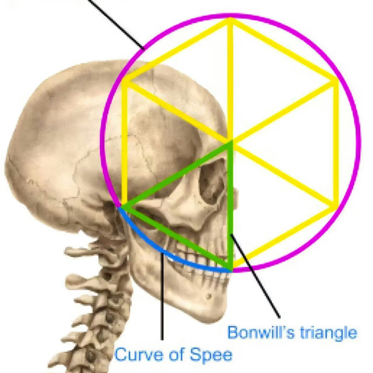 Das Dreieck zwischen den Beinen der Figur entspricht laut Mac Sweeney dem Bonwill-Dreieck aus der Zahnmedizin.