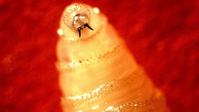 Heute.at - USA werfen Milliarden Insekten über Mexiko ab