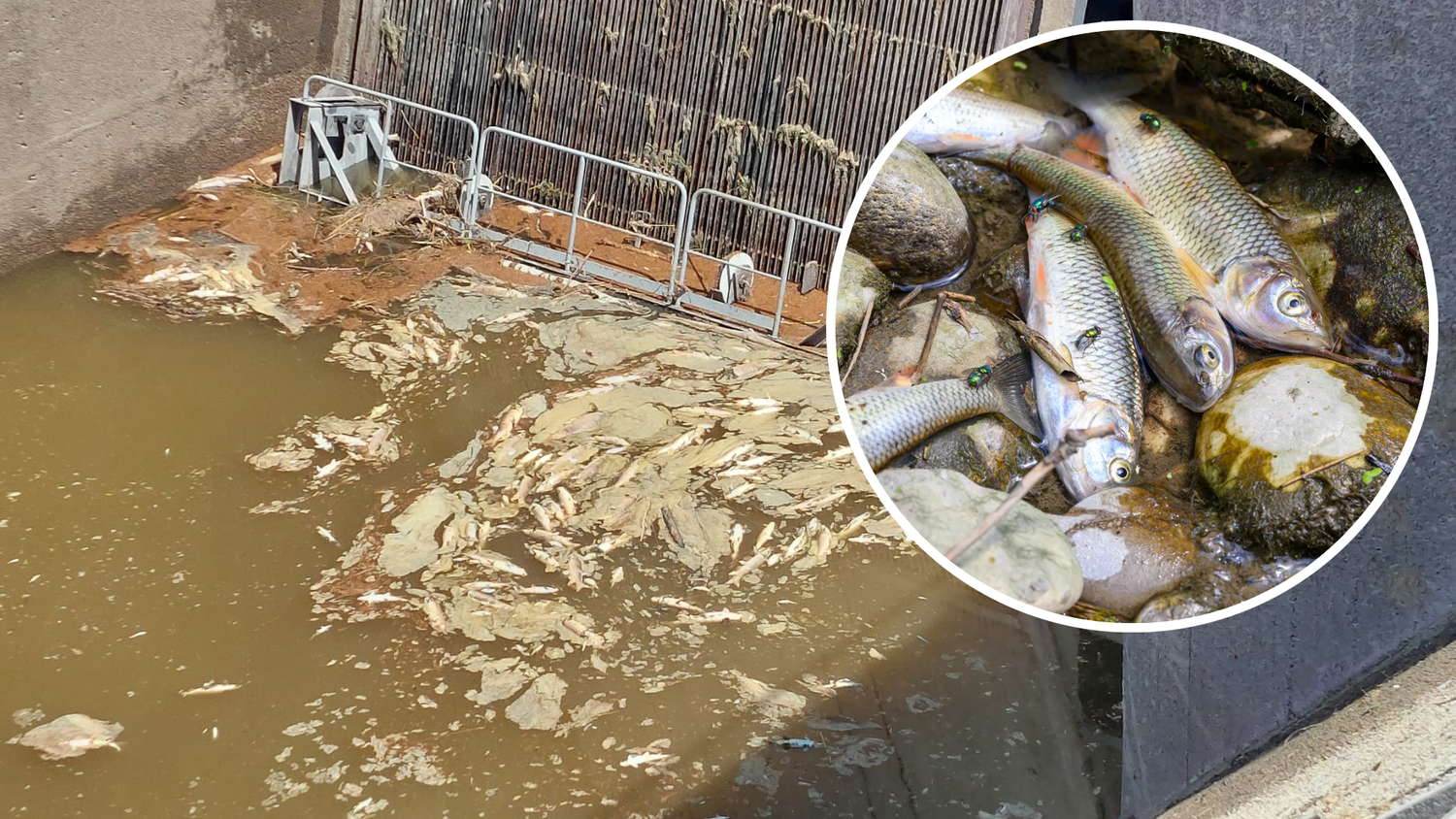 Tausende Fische starben im Jaukerbach in Linz.