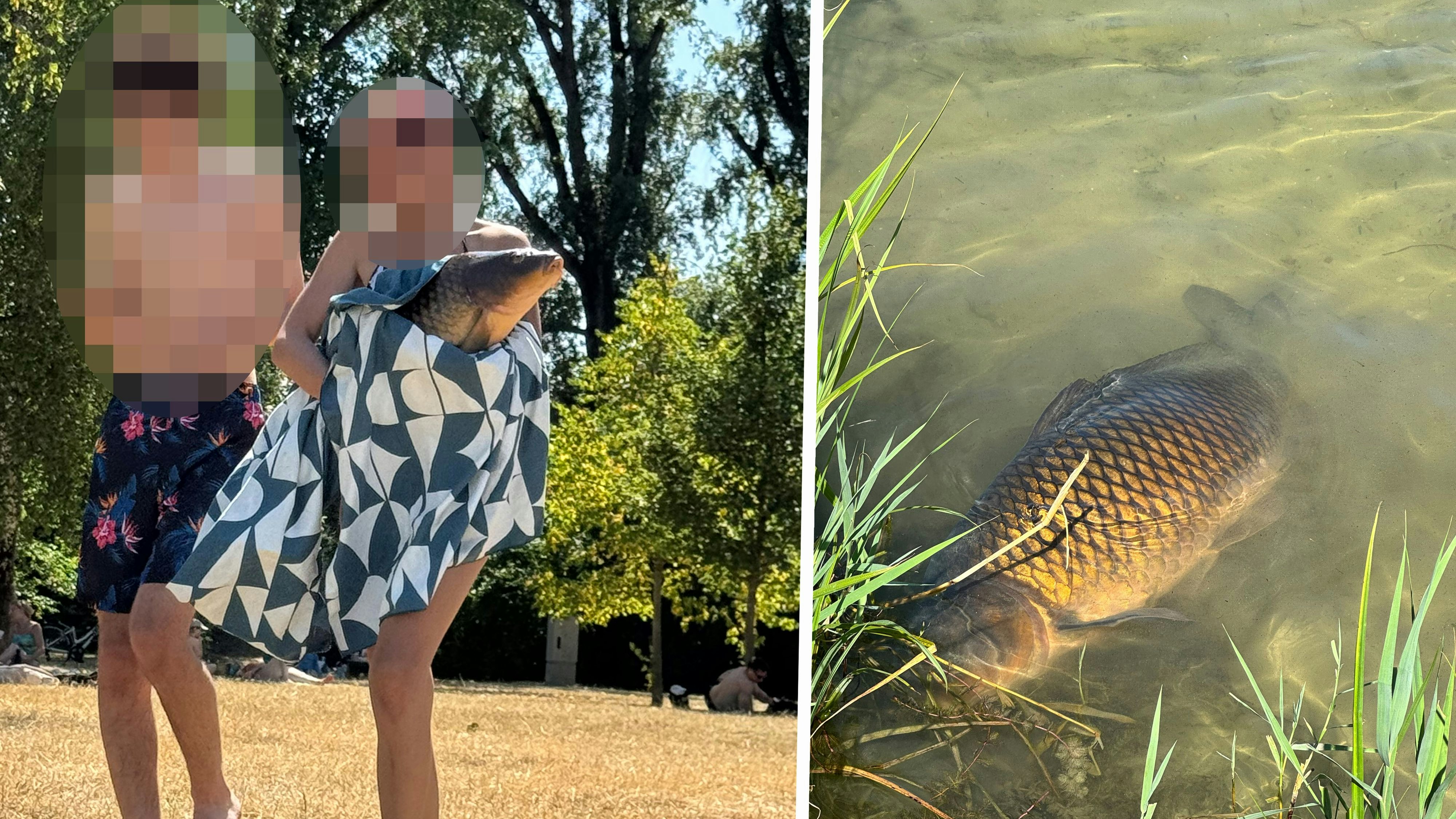 Heute.at - Karpfen für Selfie gequält – Wiener Badegäste empört