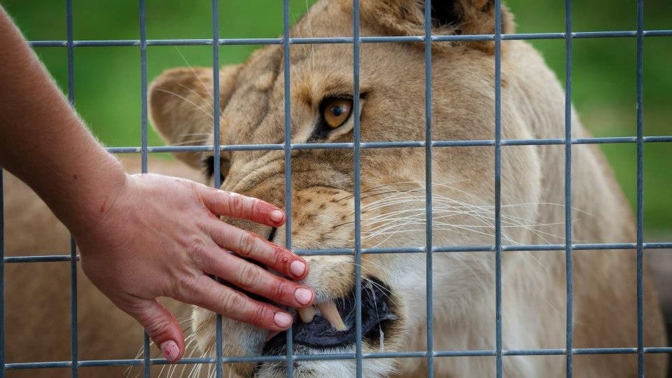 Heute.at - Löwe attackiert Frau im Zoo, zerfleischt ihren Arm