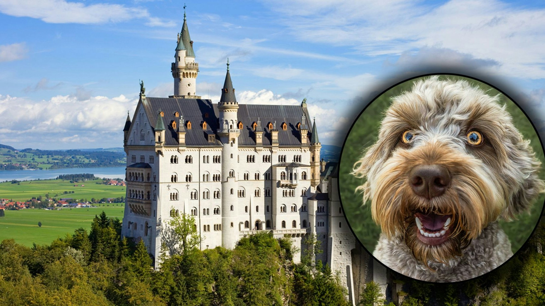 Heute.at - Sightseeing-Tour! Frauchen sperrt Hund in Schließfach