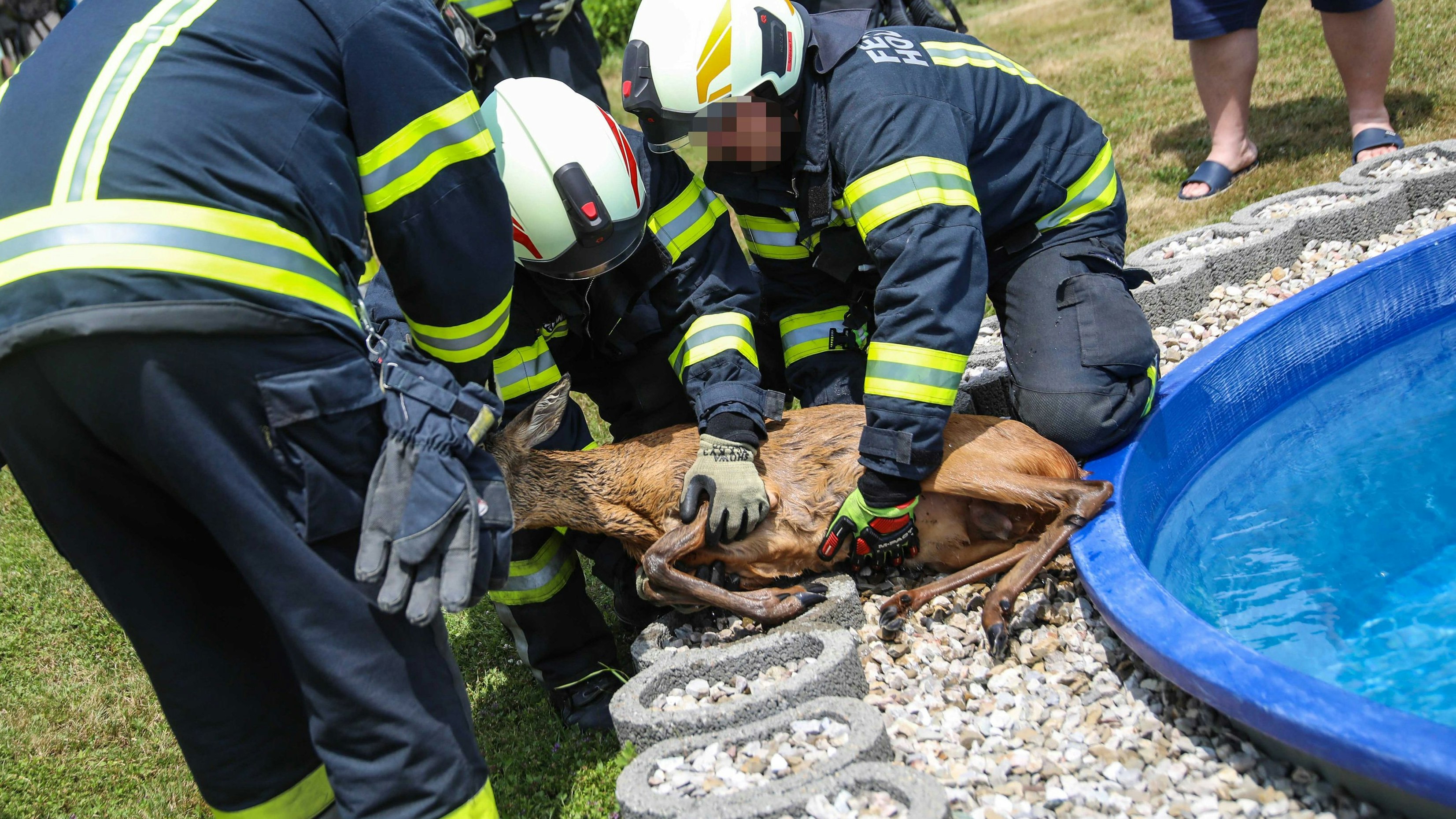 Heute.at - Reh hilflos in Pool gefangen – Feuerwehrler rücken an