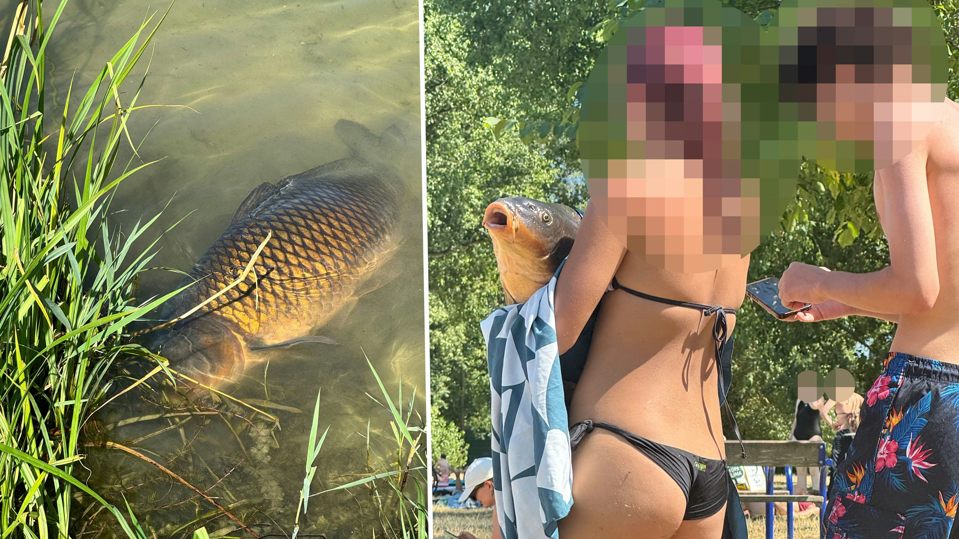 Heute.at - Karpfen-Selfie im Strandbad – das sagt die Polizei