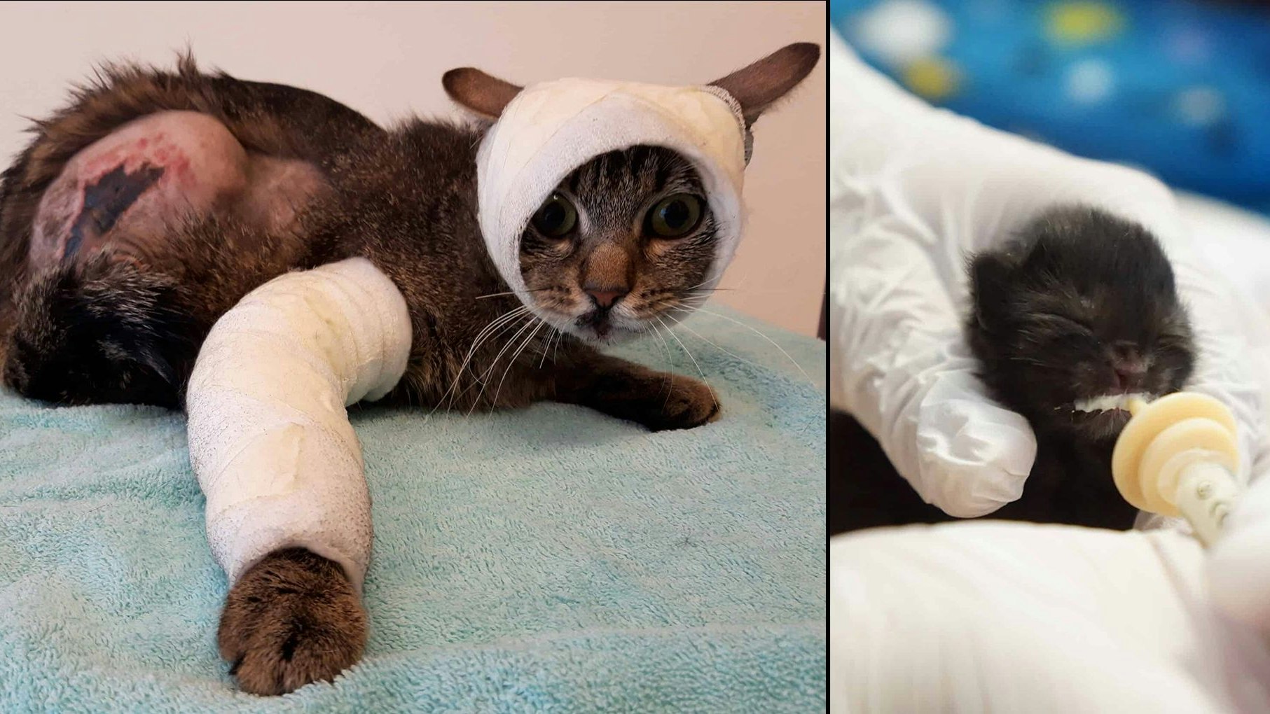 Heute.at - Tierquartier Wien: Über 400 Katzen seit Sommerbeginn!