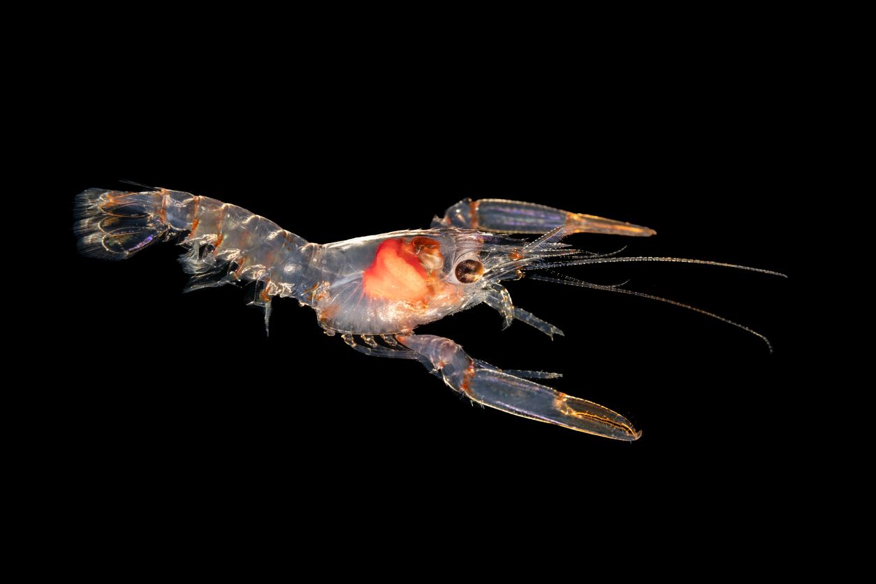 Fleißige CO2-Vertilger: Zooplankton spielt in marinen Ökosystemen eine große Rolle.