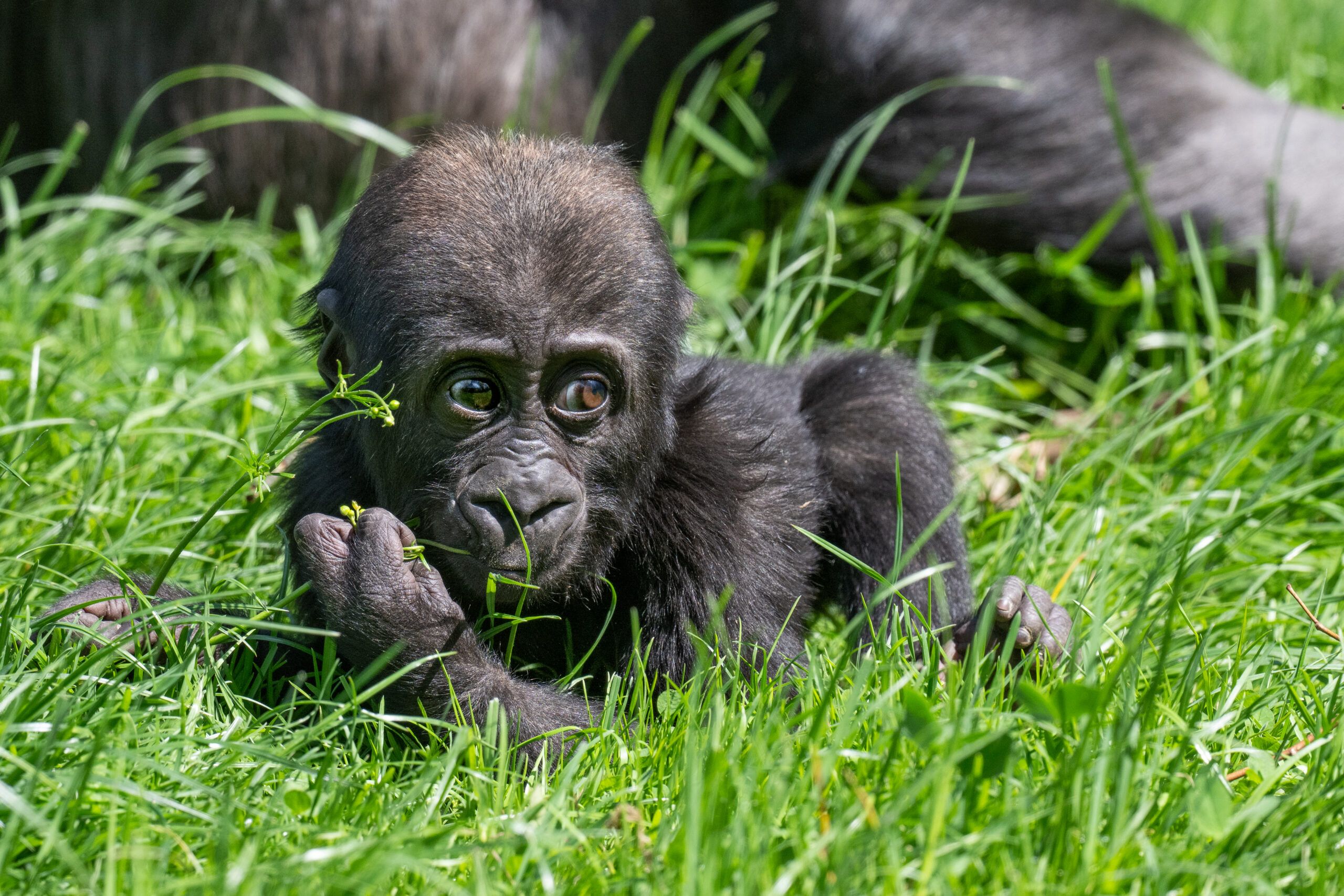 Der erste in Österreich geborene Gorilla 