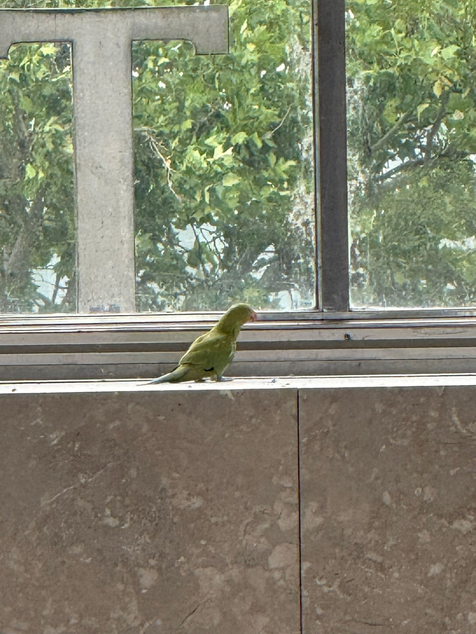 Am Anfang war der Papagei noch eher skeptisch und ließ sich nicht sofort einfangen