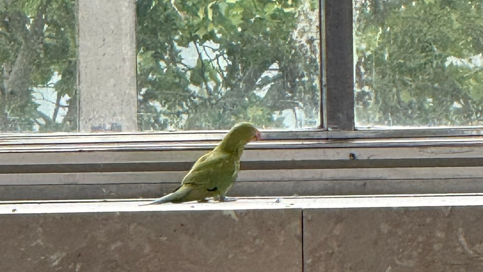 Heute.at - Tierischer Gast! Papagei flattert am Westbahnhof umher