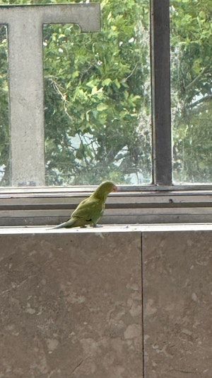 Papagei am Wiener Westbahnhof: Ein grüner Papagei sorgt für Aufregung und Kreativität bei Sicherheitskräften. Tierischer Einsatz mit Happy End!