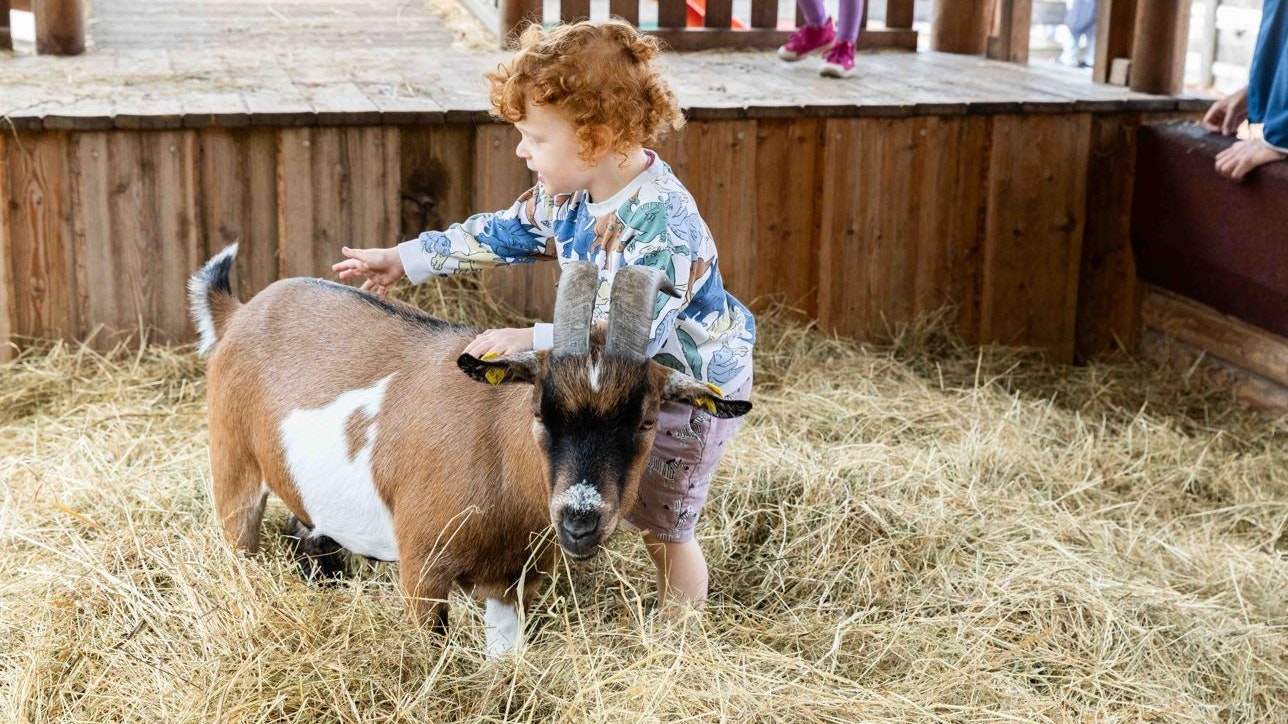 Heute.at - Im August sind die Tierschützer von Morgen gefragt