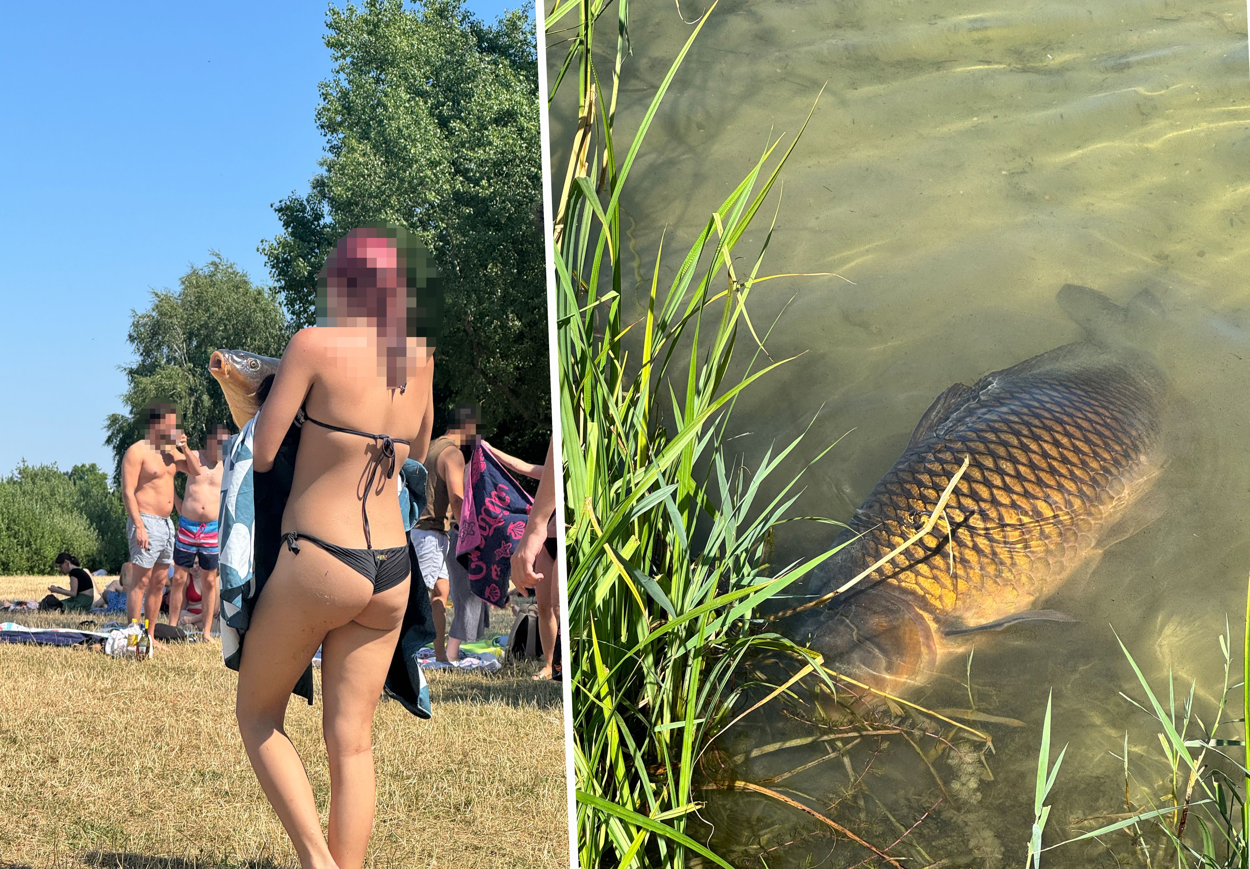 Links: Die Frau trägt den Karpfen im Strandbad eingewickelt durch die Menge. Rechts: Wenig später liegt der Fisch regungslos im Wasser.
