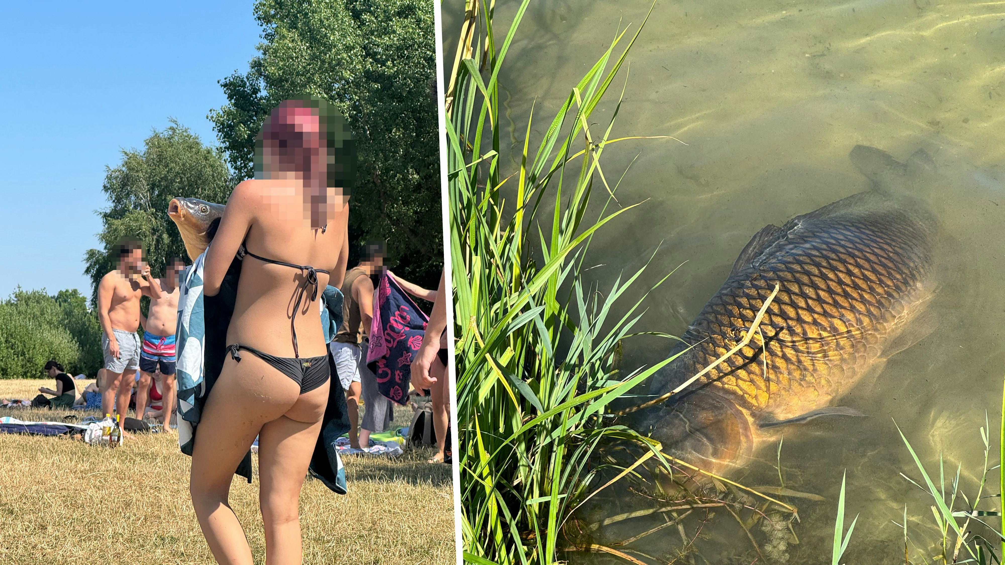 Heute.at - Karpfen für Selfie gequält– Tierschützer schlagen Alarm