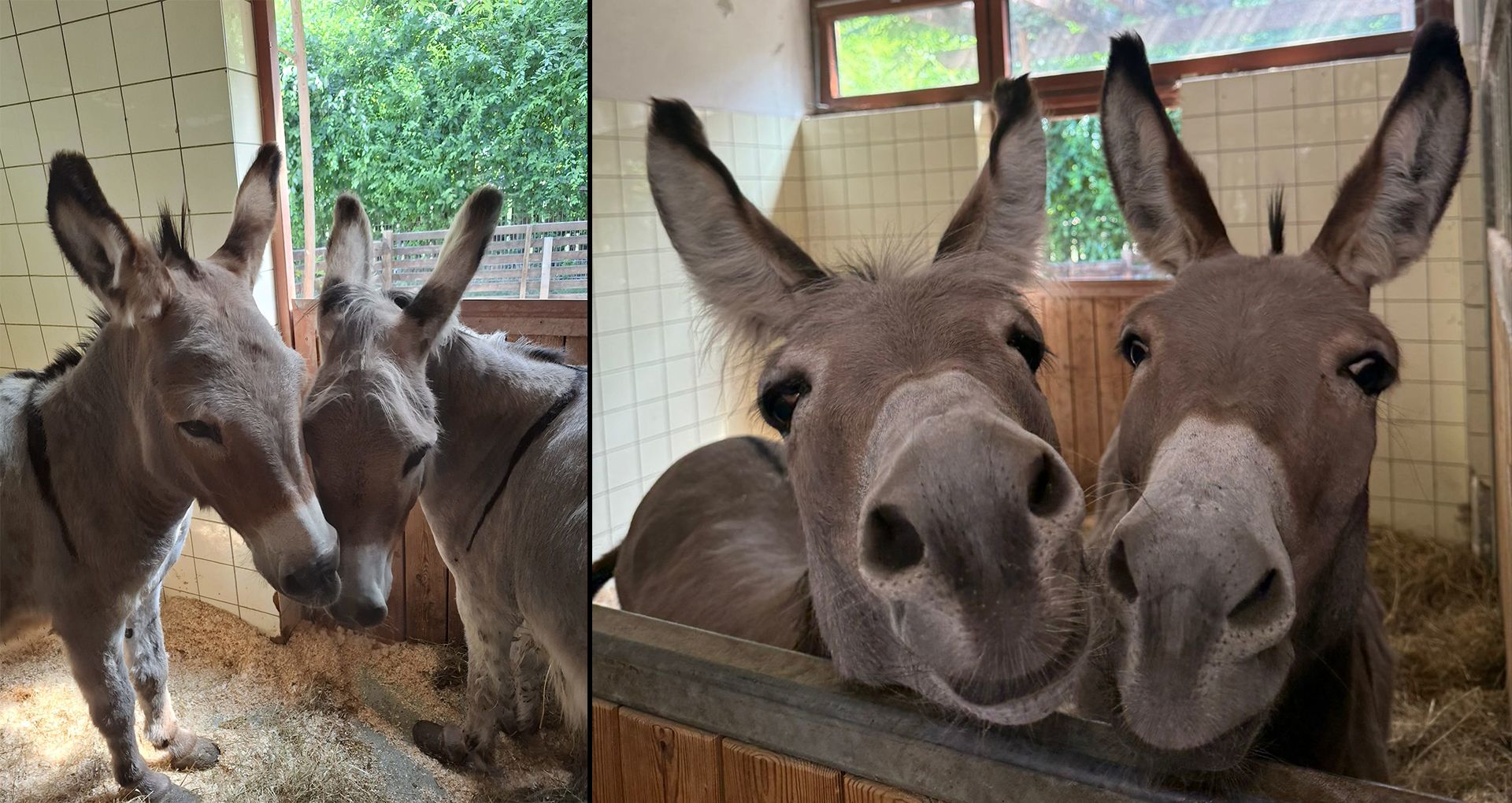 Man vergisst gerne, wie niedlich Esel sind, oder? 