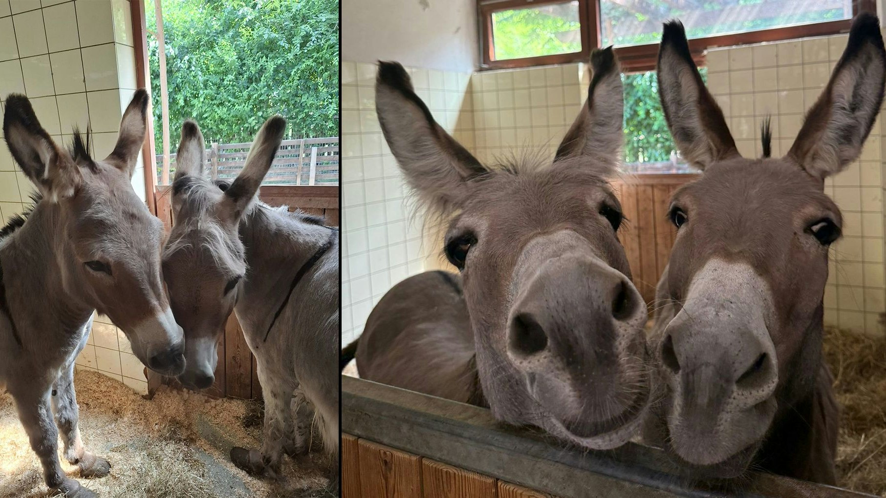 Heute.at - Esel-Duo lernt nach Jahren endlich Hufschmied kennen