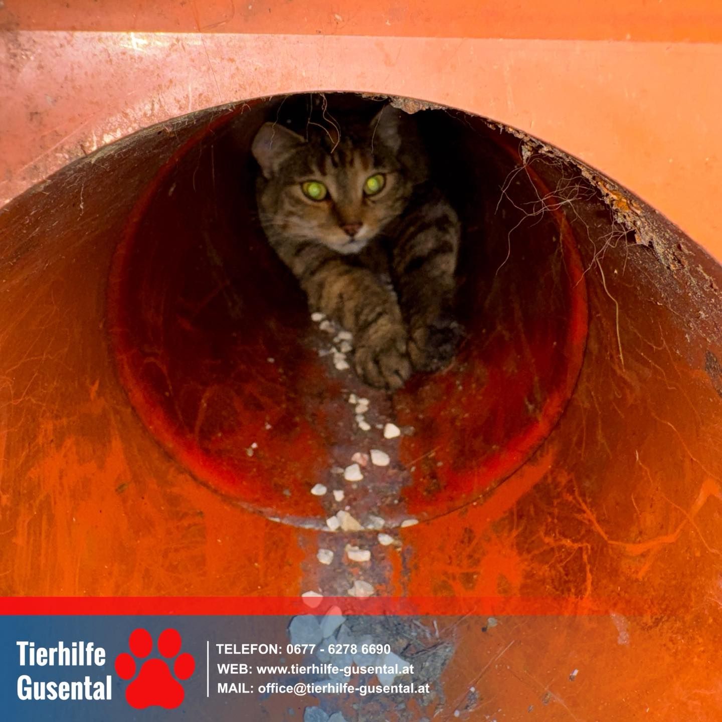 Der Vierbeiner konnte sich nicht mehr selbst aus dem Kanalrohr befreien.