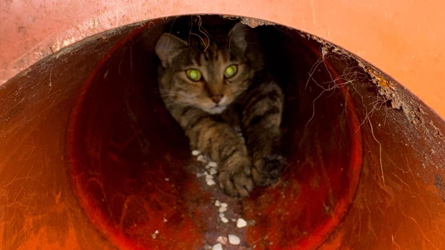 Heute.at - Samtpfote in Not – Katze stürzt in Rohr, bleibt stecken