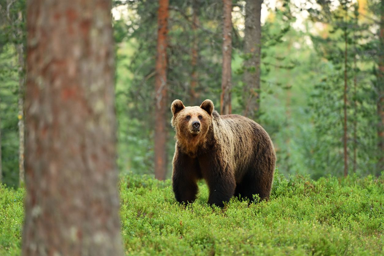 Auch wenn sie wie Teddybären aussehen, handelt es sich IMMER um Wildtiere!
