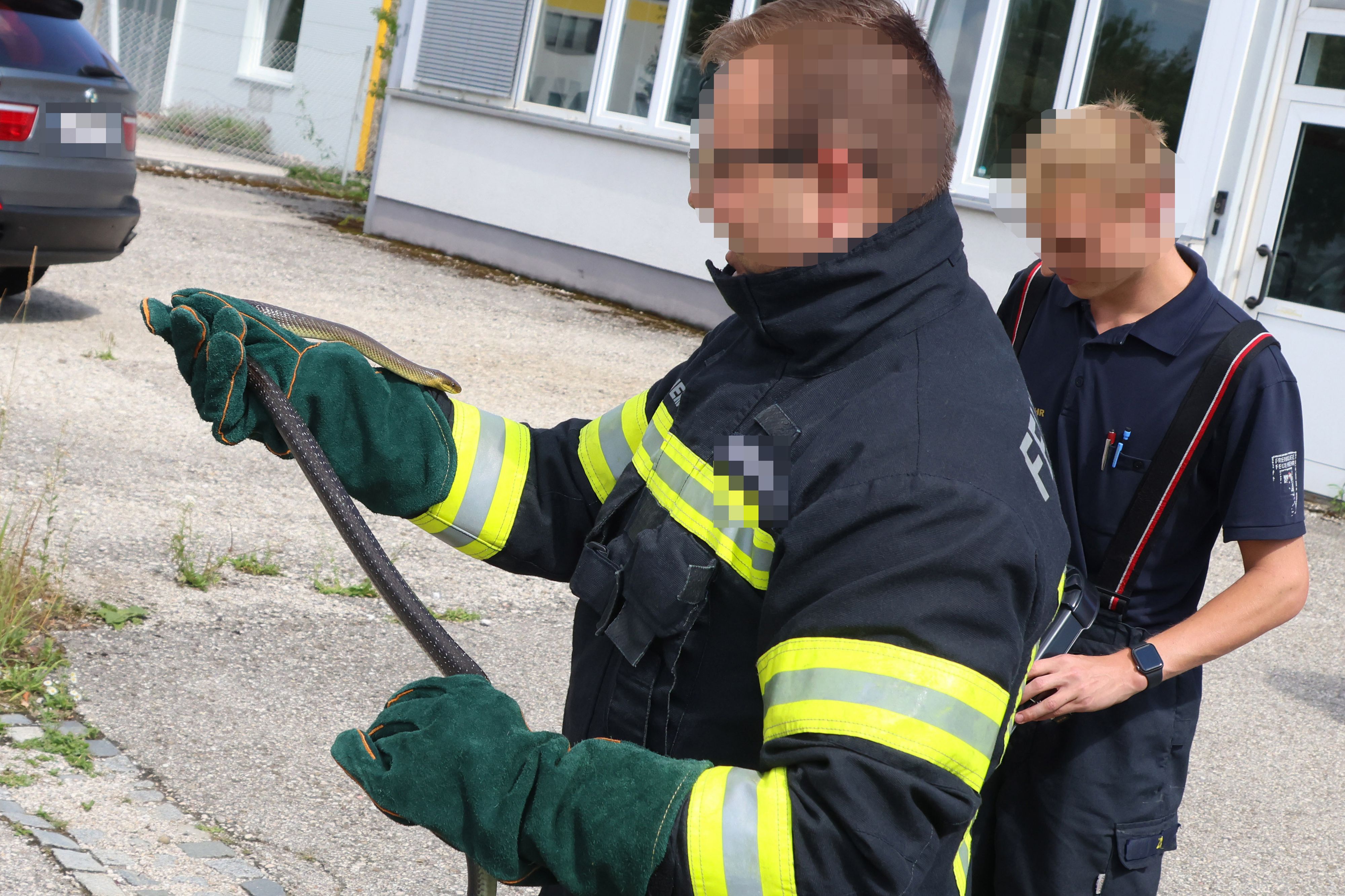 Die Welser Feuerwehr kümmerte sich um die verschreckte Schlange.