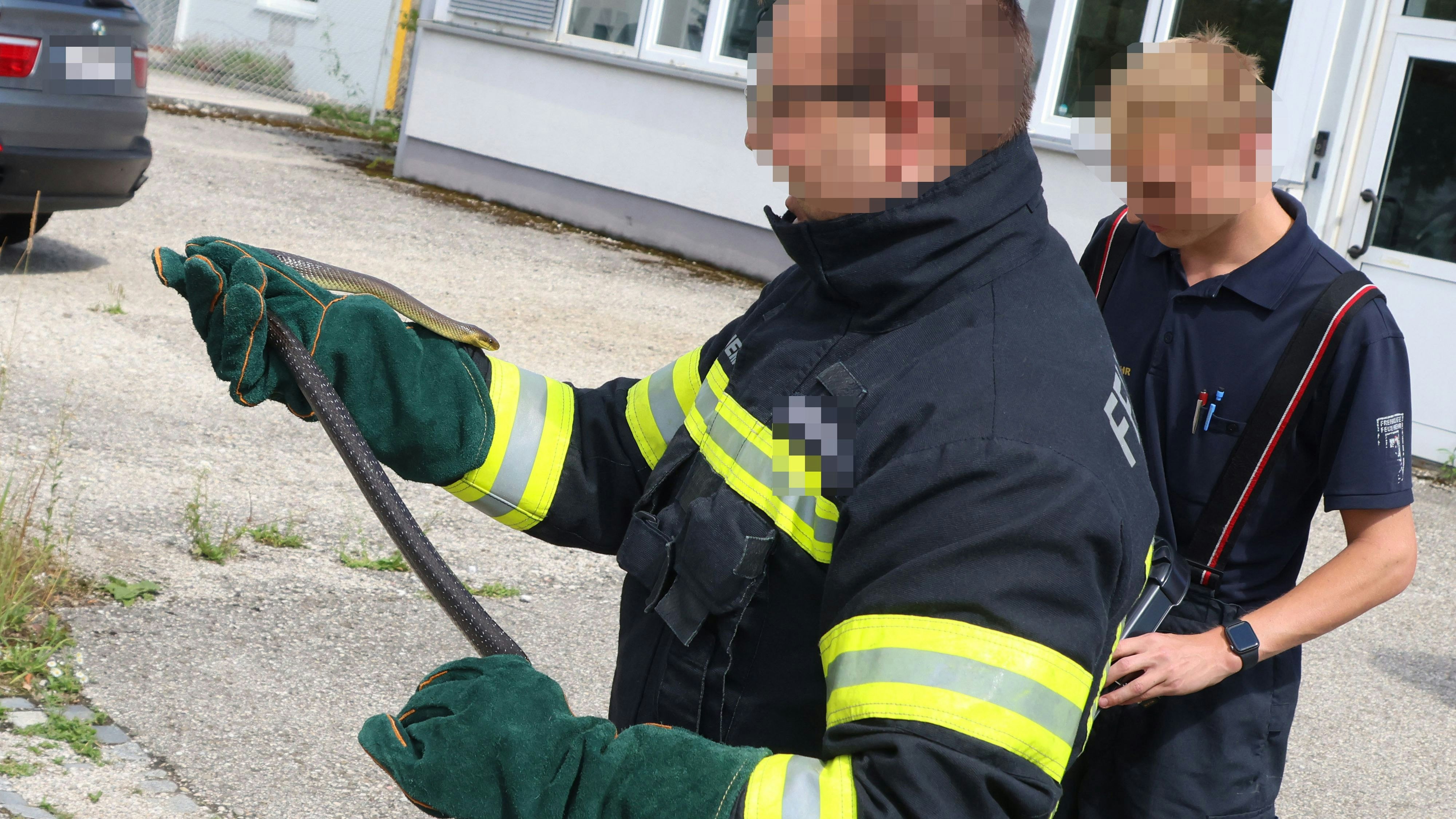 Heute.at - Riesenschock am stillen Örtchen – Schlange lauert in WC